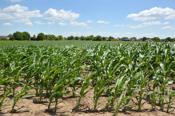 green corn field in bright spring day