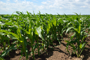 green corn field in bright spring day