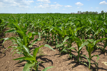 green corn field in bright spring day