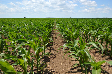 Fototapeta na wymiar green corn field in bright spring day