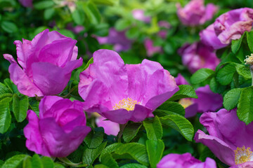 Blooming pink wild rose spring day