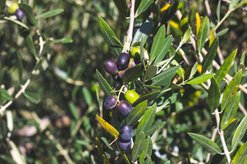 Olive trees with black olives
