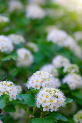 Branch of a tree with white flower