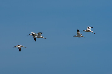 Recurvirostra avosetta fly in sky
Family Pied avocet walk in lake, Volgograd region, Russia.