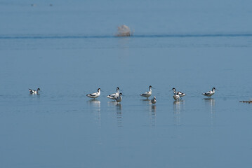 Recurvirostra avosetta walk on salt lake Bolsoi liman.
Family Pied avocet walk in lake, Volgograd region, Russia.