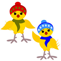 Two yellow chickens in a hat and a scarf in a cartoon style on a white isolated background. Chicken illustration.
