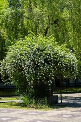 Obraz premium Huge bush with white double jasmine flowers Philadelphus coronarius sweet mock-orange in park of resort town of Adler. Blooming wild English dogwood in sunny spring park. Close-up. Floral landscape.