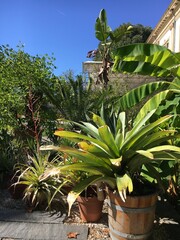 cactus in the garden