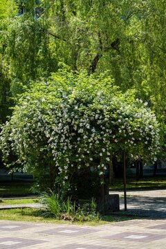 Huge bush with white double jasmine flowers Philadelphus coronarius sweet mock-orange in park of resort town of Adler. Blooming wild English dogwood in sunny spring park. Close-up. Floral landscape.
