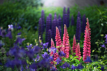lupin flower on a blurred background.