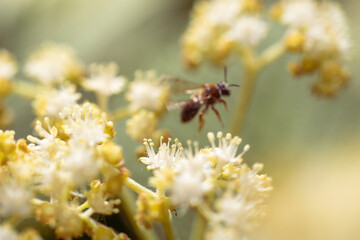 Bee collects nectar of white flower