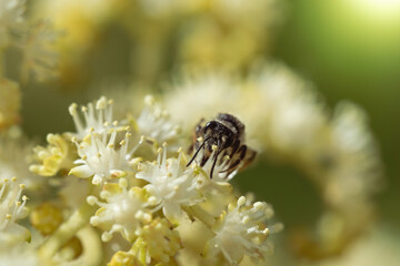 Bee collects nectar of white flower