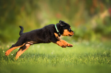happy rottweiler puppy jumping on grass in summer