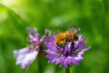 Bee collects flower nectar of cornflower