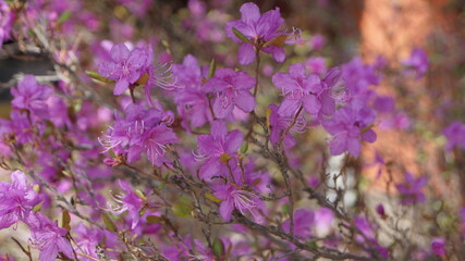 Rhododendron Daurian