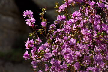 Russia. South Of Western Siberia. Mountain Altai. Chuysky tract during the flowering of the maralnik (Ledebur Rhododendron) near the village of Kupchegen.