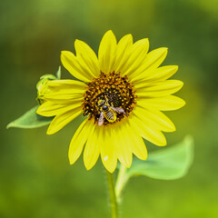 Bee pollinator