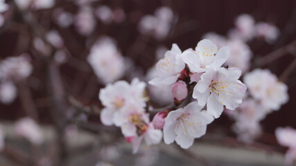 Siberian apricot or Trans-Baikal sakura.