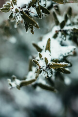 Snow season plants