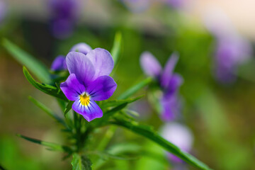 Fototapeta premium Purple violet flowers close-up.