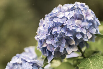 京都府　-　【三室戸寺（みむろとじ）のあじさい】