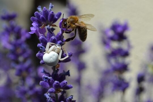 White Spider (Misumena vatia)  in close contact with a bee