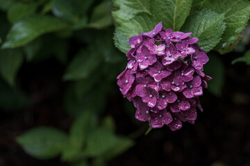 京都府　-　【三室戸寺（みむろとじ）のあじさい】