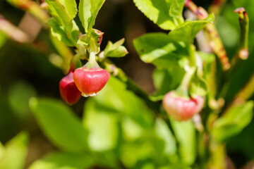 rote Heidelbeerbl&uuml;ten im Wald