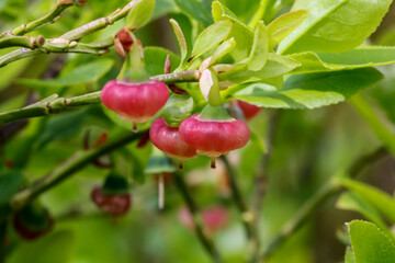 rote Heidelbeerbl&uuml;ten im Wald