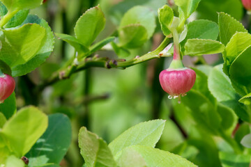 rote Heidelbeerblüten im Wald