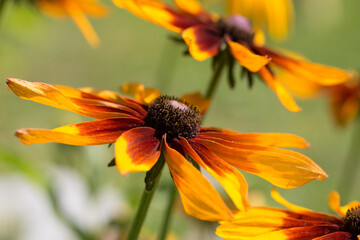 rudbekiya in the garden