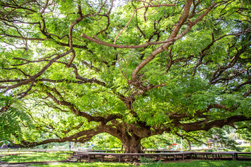 Giant Raintree chamchuri over 100 years old in Kanchanaburi, Thailand