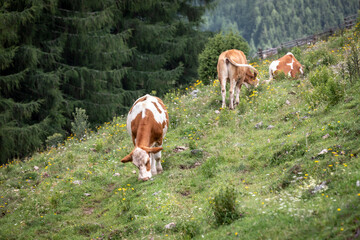 Naklejka na ściany i meble cows in alpine scenery on Tyrnau Alp near Fladnitz on the Teichalm, Styria, Austria