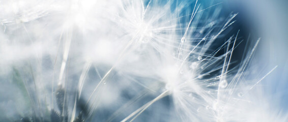 a drop of water on dandelion.dandelion seed on a blue abstract floral background with copy space close-up. banner.