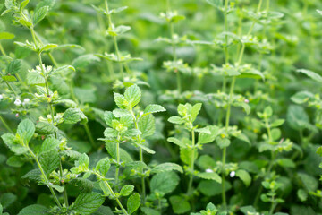 Close up of beautiful fresh mint in the garden