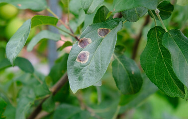 Apple tree branch with green leaves affected by a fungal disease rust. Deficiency or excess of...