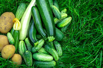 Harvest fresh vegetables potatoes, cucumbers, zucchini on green grass.