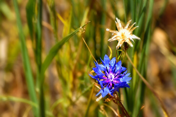 Flowers in the La Pinilla Reservoir, in the Community of Madrid, Spain