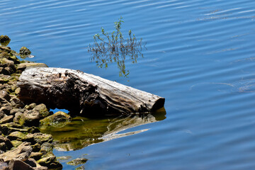 Reflections of a wooden log, in the blue waters of the La Pinilla Reservoir, in the Community of Madrid, Spain