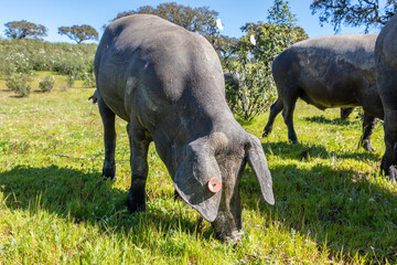 Iberian pig grazing in the Huelva countryside. Pigs in the pasture with holm oaks in Andalusia,...
