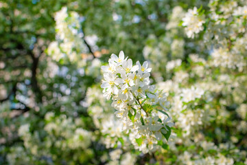Branch of a blossoming apple tree