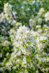 Branch of a blossoming apple tree