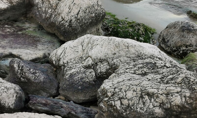Scogli bianchi sulla spiaggia coperti di alghe e bagnati dal mare