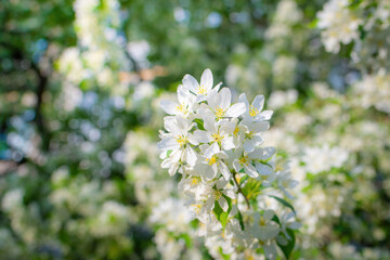 Branch of a blossoming apple tree