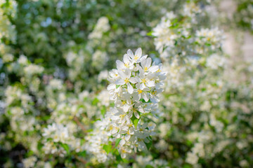 Branch of a blossoming apple tree