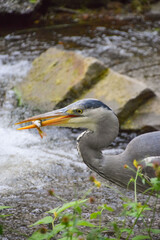 A grey heron catching fish in a park in Cologne, Germany.