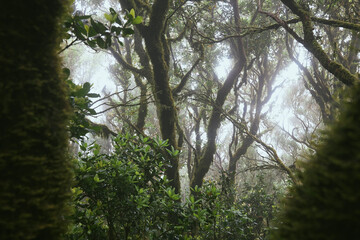 Trees in mysterious foggy forest. Anaga national park in Tenerife, Spain.