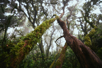 Trees in mysterious foggy forest. Anaga national park in Tenerife, Spain.