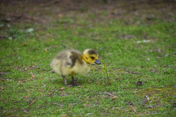 Cute small Canada goose baby exploring a park in Germany.