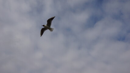 a seagull soaring in the sky with clouds